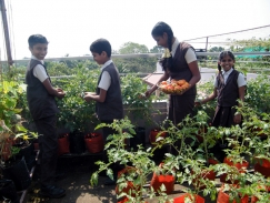 Terrace Farming  : Jyothinikethan School Kalarkode 2