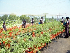 Terrace Farming : Jyothinikethan School Kalarkode 1