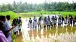     കേളപ്പജി മെമ്മോറിയല് വൊക്കേഷണല് ഹയര്‌സെക്കന്ഡറി സ്‌കൂളിലെ ഹൈസ്‌കൂള് വിഭാഗം കുട്ടികള് ഞാറുനട്ട് കൃഷി ഇറക്കി.                          