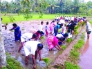  മാലോട്ടുവയലില്‍  സീഡ് ക്‌ളബ്ബിന്റെ നടീല്‍ ഉത്സവം