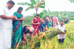 സീഡിന്റെ കുട്ടിക്കര്‍ഷകര്‍ക്ക് വിജയത്തിന്റെ  മിശ്രവിളക്കൃഷി; കൊയ്ത്ത് ആഘോഷമായി