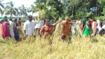 അഗതികളെ  ഊട്ടാന്‍ ബേക്കല്‍ പുന്നെല്ല് കൊയ്തു 