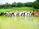 കൃഷി സംസ്‌കാരമാക്കി സെന്റ് ഡൊമനിക് ഇംഗ്ലീഷ്മീഡിയം സ്‌കൂളിലെ മിടുക്കര്‍