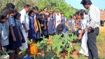  കയനി യു.പി. സ്‌കൂളില്‍ ഉത്സവമായി  പച്ചക്കറി വിളവെടുപ്പ്