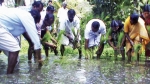 അയ്യന്‍കോയിക്കല്‍ സര്‍ക്കാര്‍ ഹയര്‍ സെക്കന്‍ഡറി സ്‌കൂളില്‍ സീഡിന്റെ നേതൃത്വത്തില്‍ കൃഷിയിറക്കി 