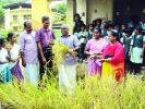 വള്ളംകുളം ഗവ. യു.പി. സ്‌കൂളില്‍ കൊയ്ത്തുത്സവം