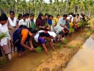 നെടുങ്ങോം പാടശേഖരത്തില്‍ സീഡ് കൃഷിയിറക്കി 