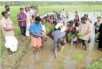 അവര്‍ പാടത്ത് വിത്തിറക്കി; ലക്ഷ്യം കൃഷിയിലും എ പ്ലസ്‌